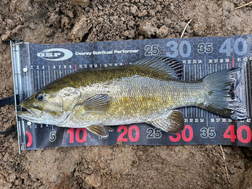 スモールマウスバスの釣果