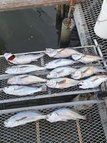 シロアマダイの釣果