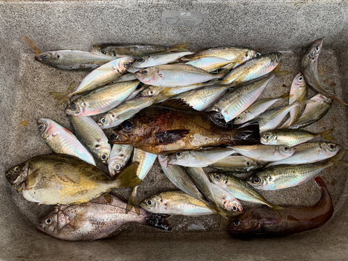 アジの釣果