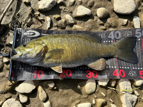 スモールマウスバスの釣果