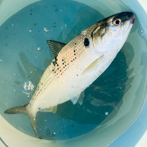 コノシロの釣果