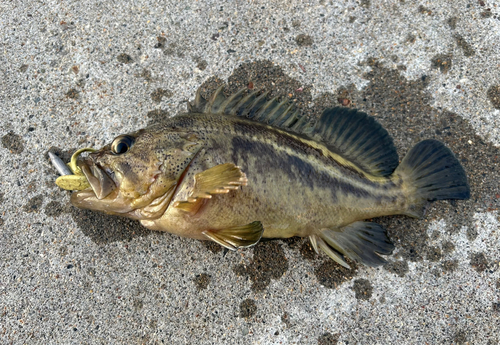 シマゾイの釣果