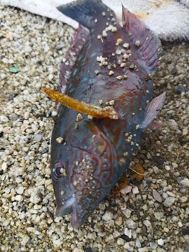 カワハギの釣果