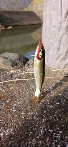 ウグイの釣果