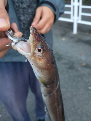 マアナゴの釣果