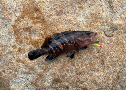 アコウの釣果