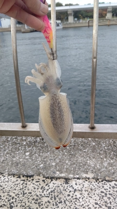 シリヤケイカの釣果