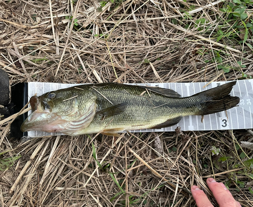 ラージマウスバスの釣果