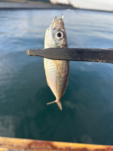 マアジの釣果