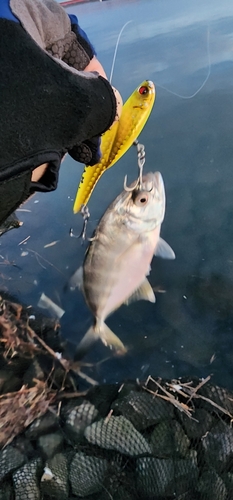 ロウニンアジの釣果