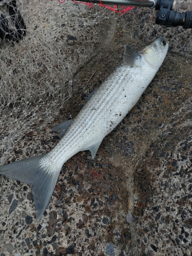 ボラの釣果