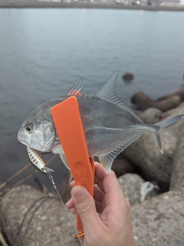 メッキの釣果