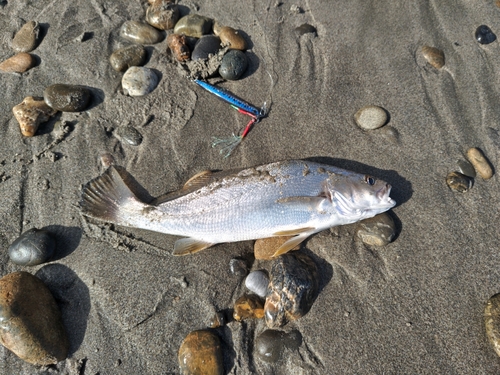 ニベの釣果