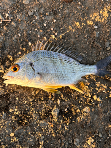 キビレの釣果