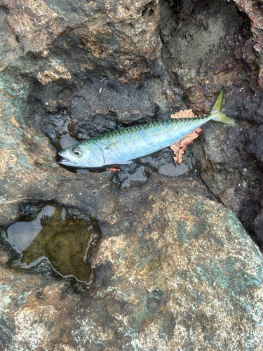 サバの釣果