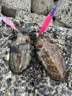 コウイカの釣果