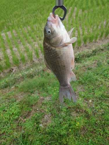 フナの釣果