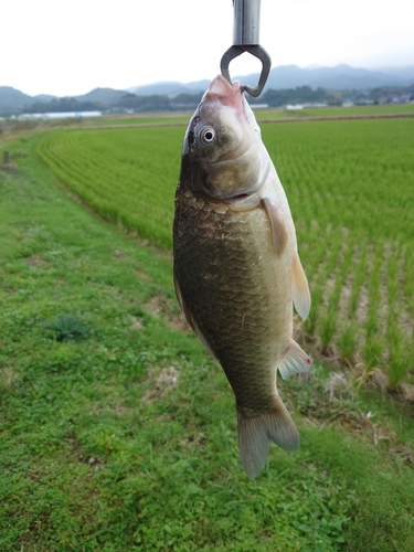 フナの釣果