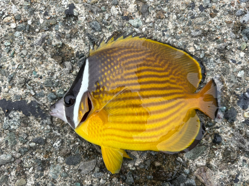 チョウチョウウオの釣果