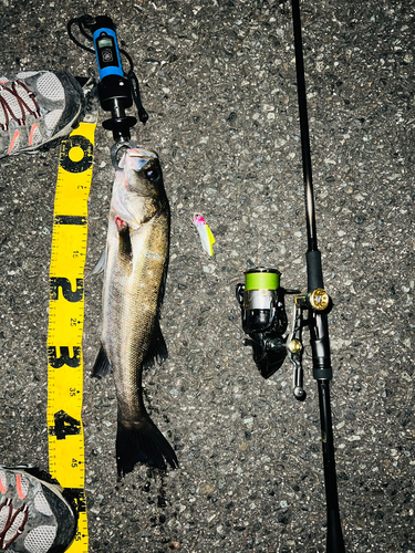 シーバスの釣果