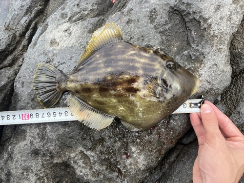 カワハギの釣果