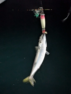 マサバの釣果