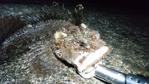 トウベツカジカの釣果