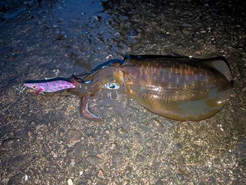 アオリイカの釣果