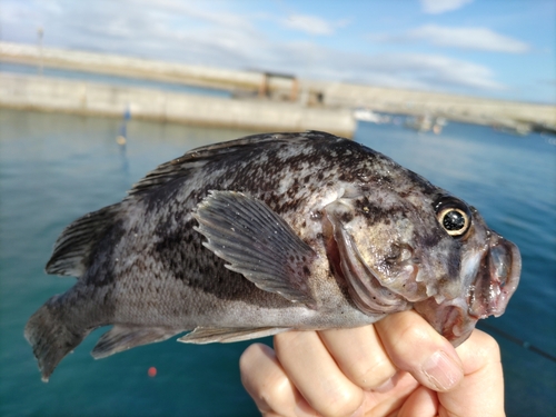 クロソイの釣果