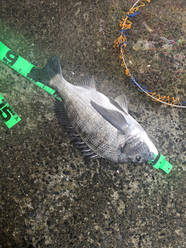 チヌの釣果