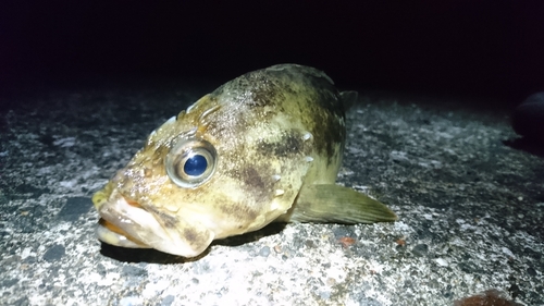 シマゾイの釣果