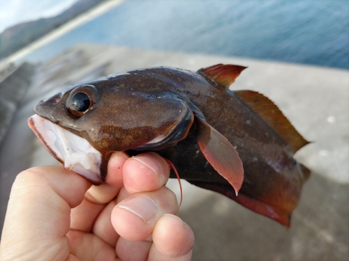 エゾイソアイナメの釣果