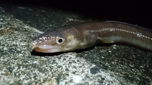 アナゴの釣果