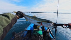 ハマチの釣果