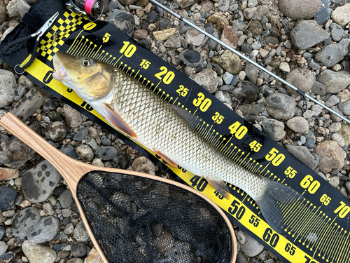 ニゴイの釣果