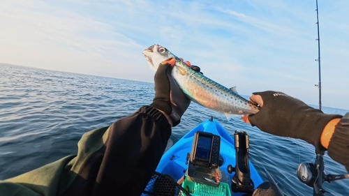 マサバの釣果