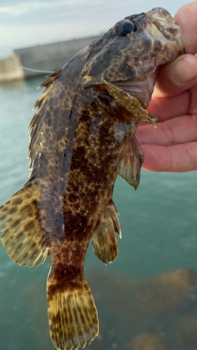 タケノコメバルの釣果