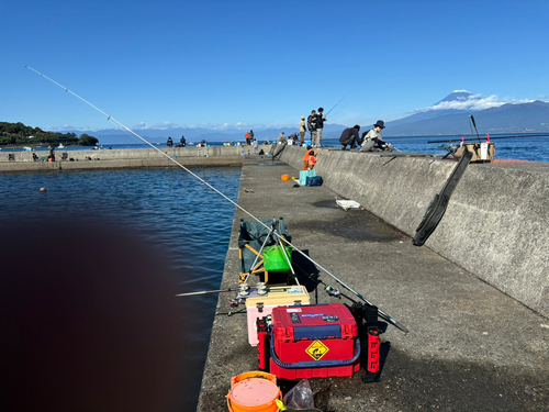 トウゴロウイワシの釣果