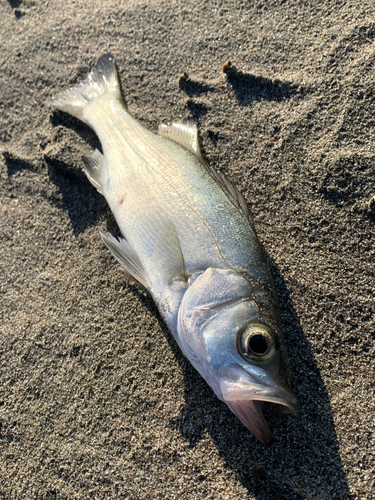 セイゴ（タイリクスズキ）の釣果