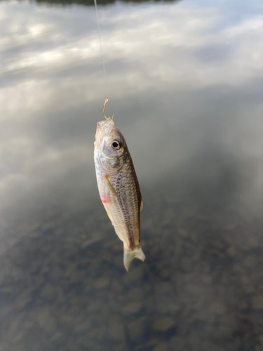 モロコの釣果