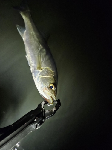 セイゴ（マルスズキ）の釣果