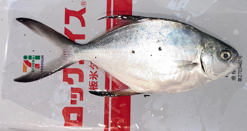 コバンアジの釣果