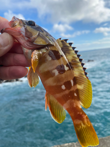 アカハタの釣果