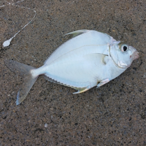 セイタカヒイラギの釣果