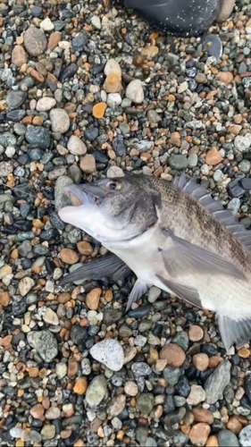 チヌの釣果