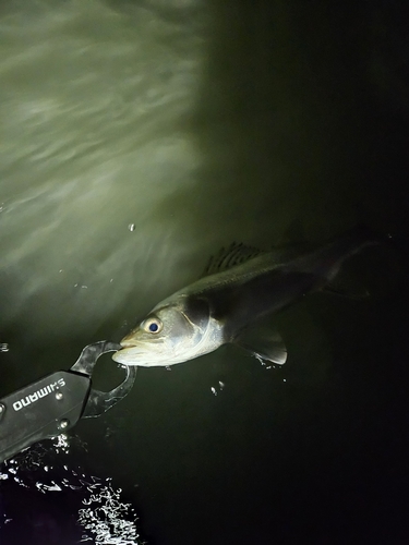 セイゴ（マルスズキ）の釣果