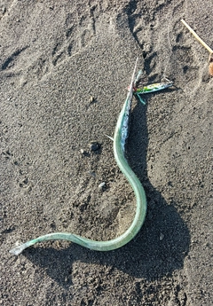 ダツの釣果