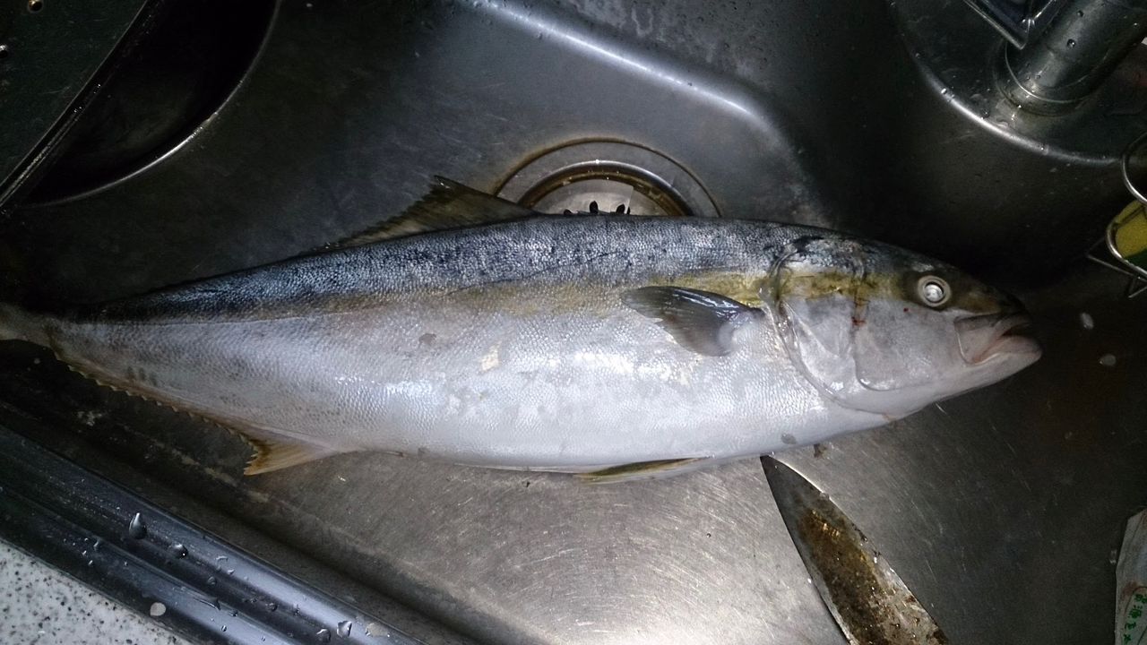 ヒラマサ
