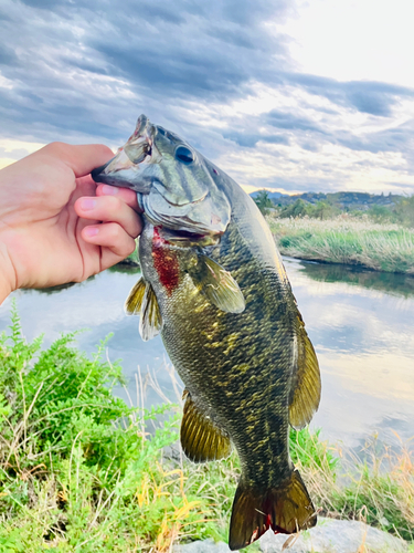 スモールマウスバスの釣果