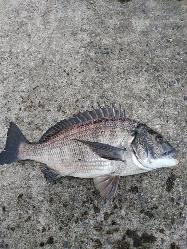 チヌの釣果